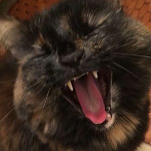 Meet your Posher, Deena